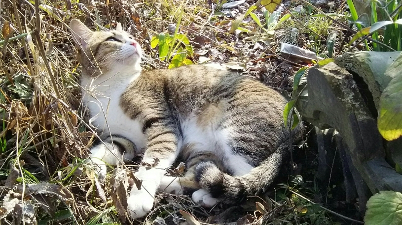 ねこ、日向ぼっこ