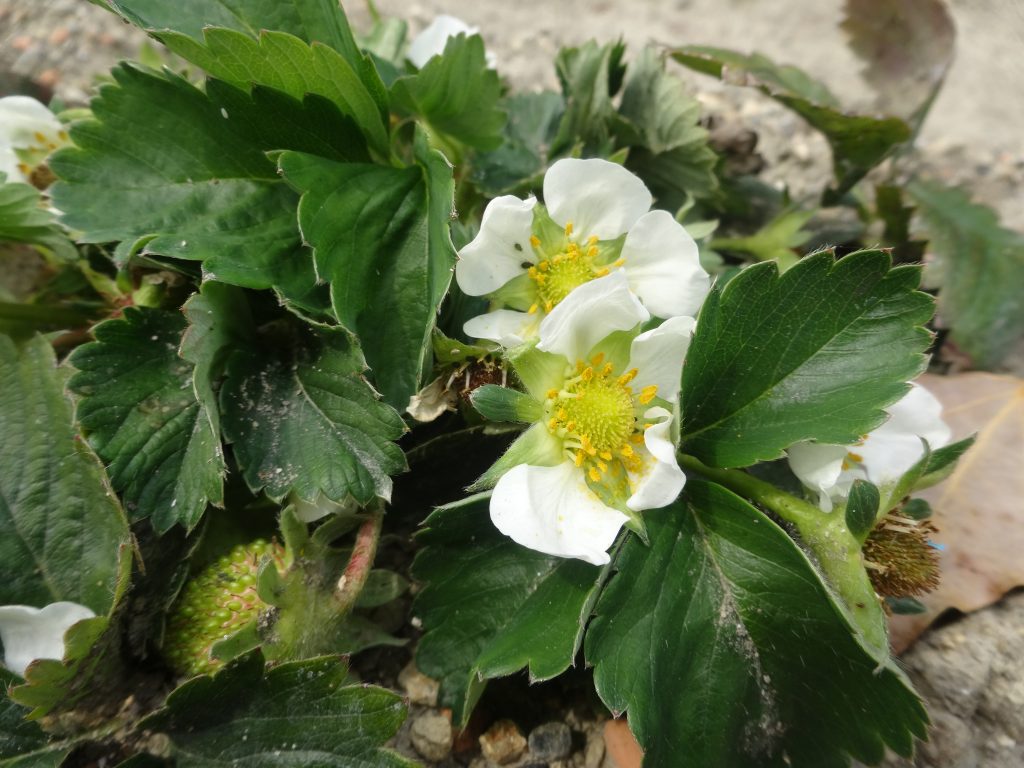 いちごの花