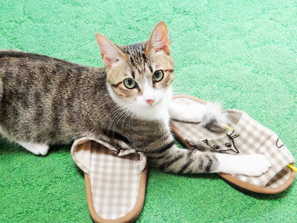 ねこ、風太 スリッパ