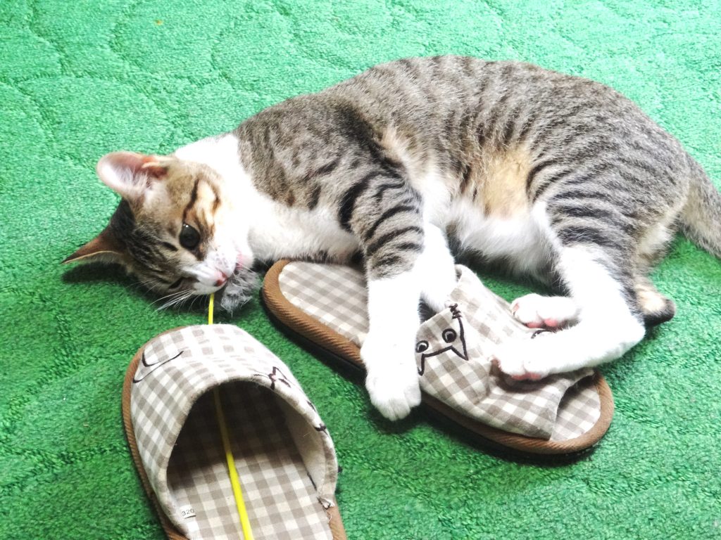 ねこ、風太 スリッパ