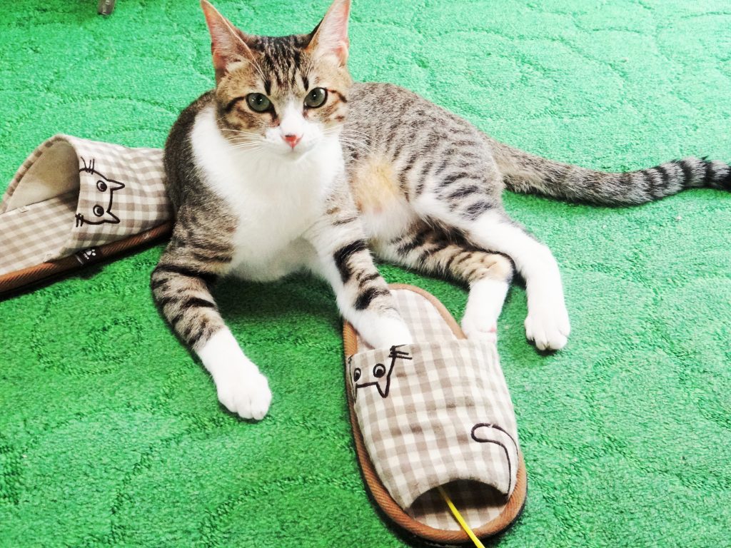 ねこ、風太 スリッパ
