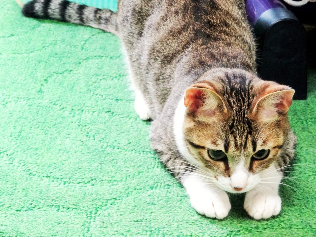 ねこ、風太 真剣
