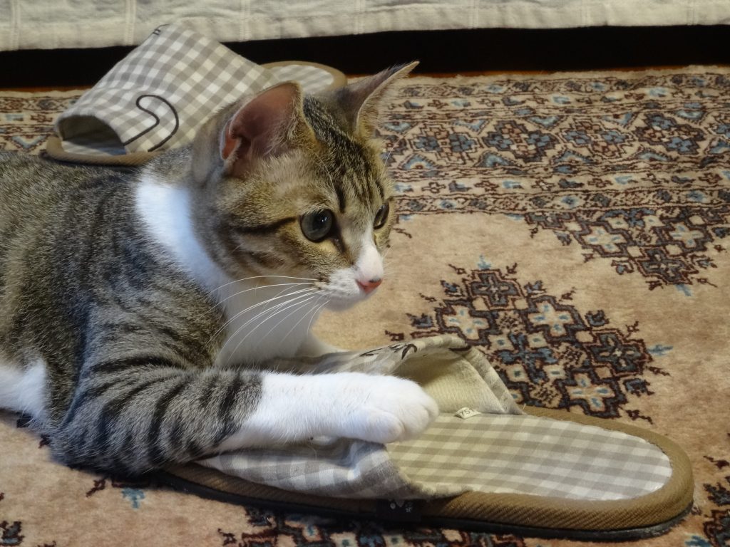 ねこ、風太 真剣