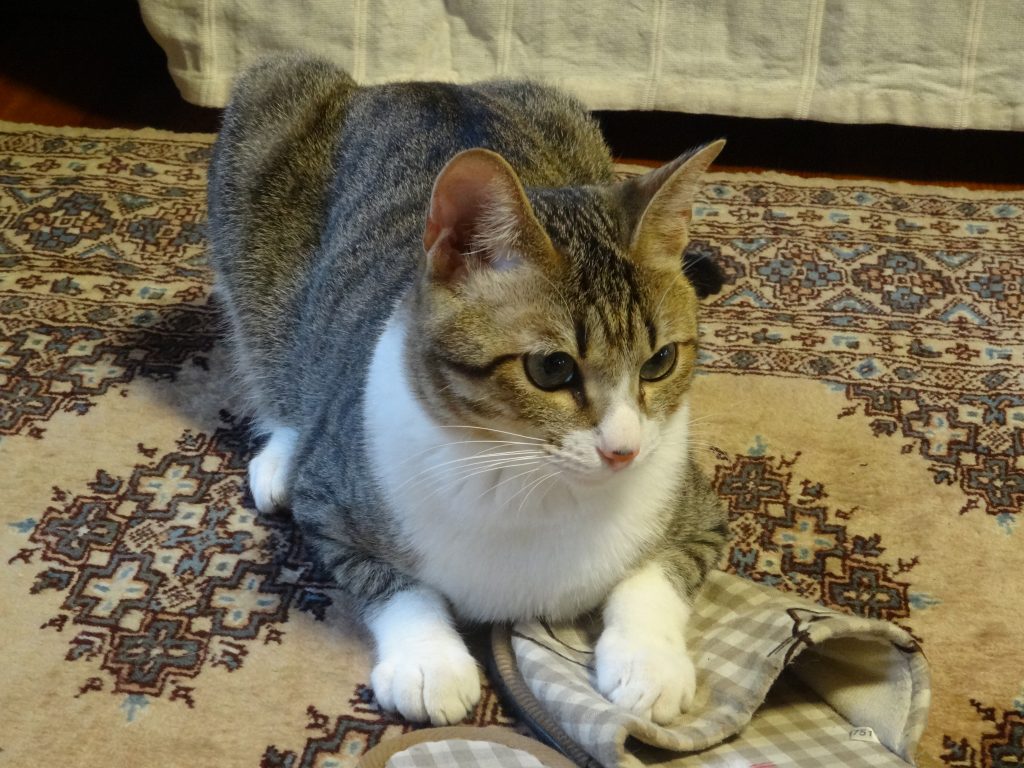 ねこ、風太 真剣