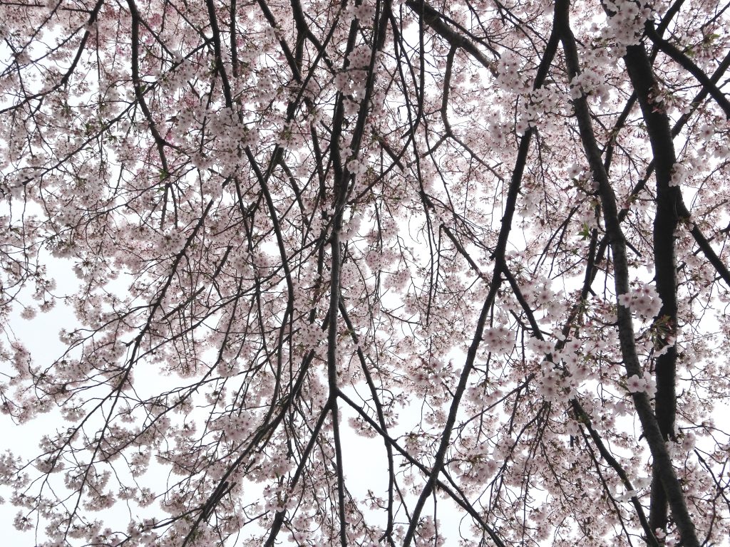 花曇り