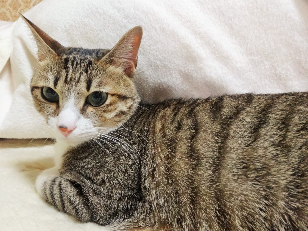 ねこ、風太 何すか。