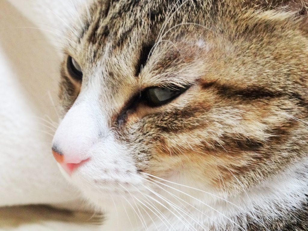 ねこ、風太 にらむ
