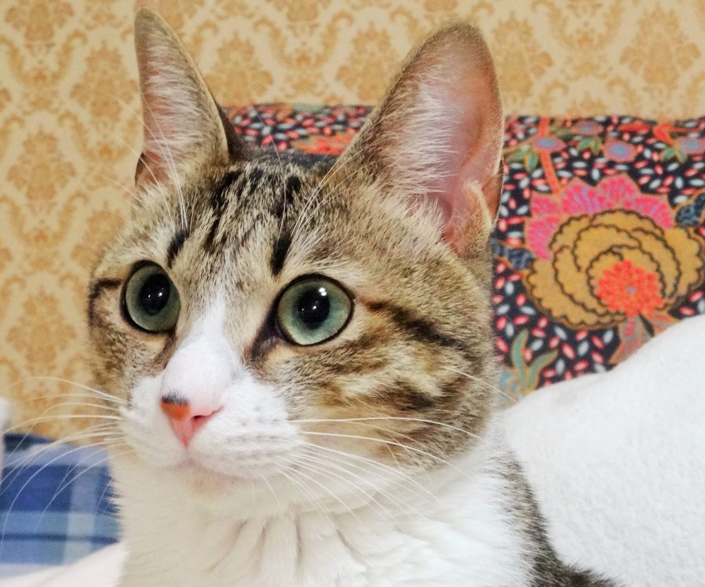 ねこ、風太 大きい目