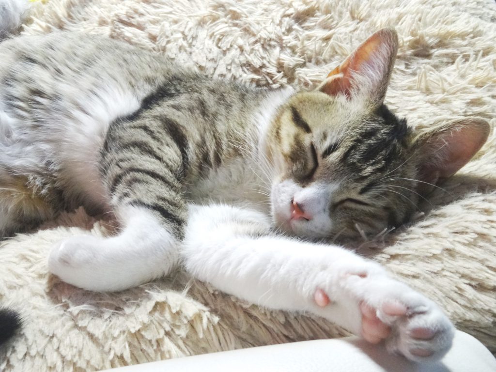 ねこ、風太 寝る