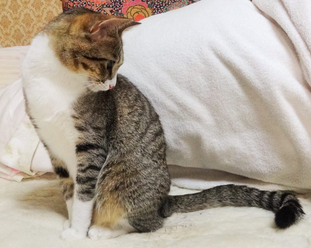 ねこ、風太 しっぽ