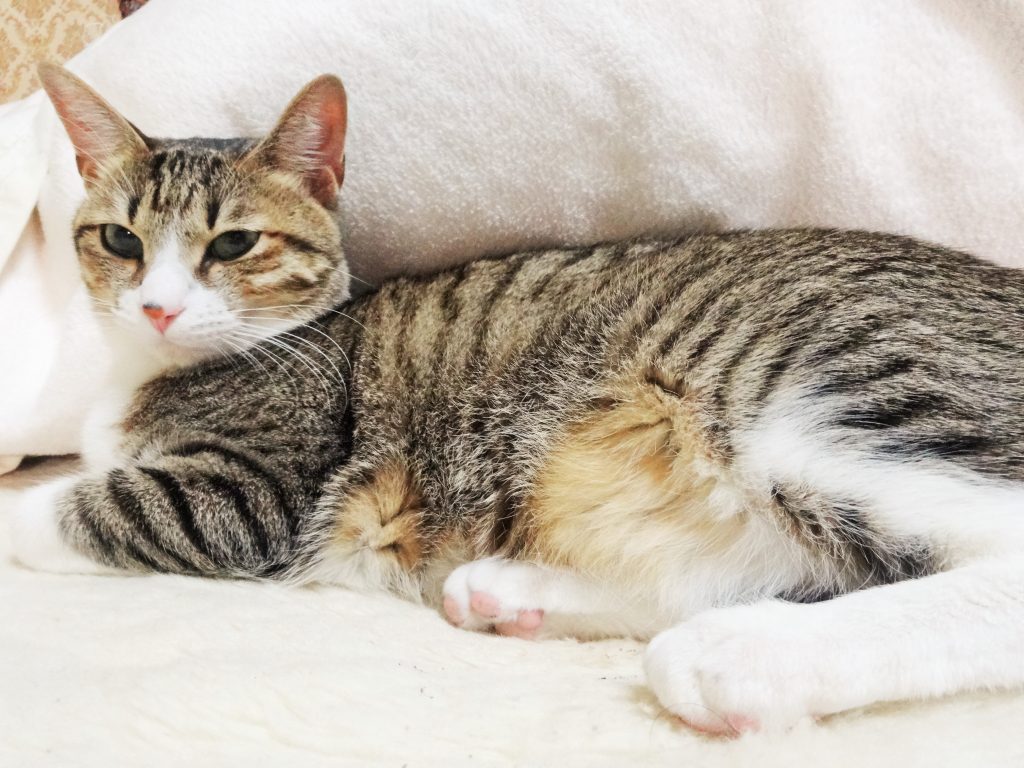 ねこ、風太 何すか。