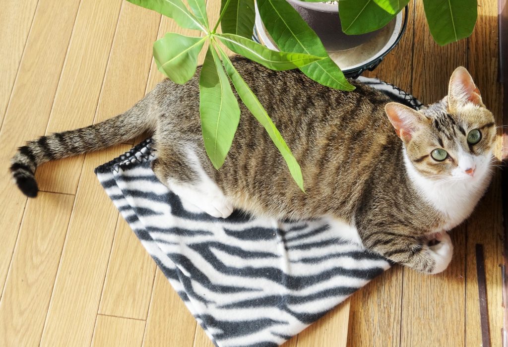 ねこ、風太 しましま