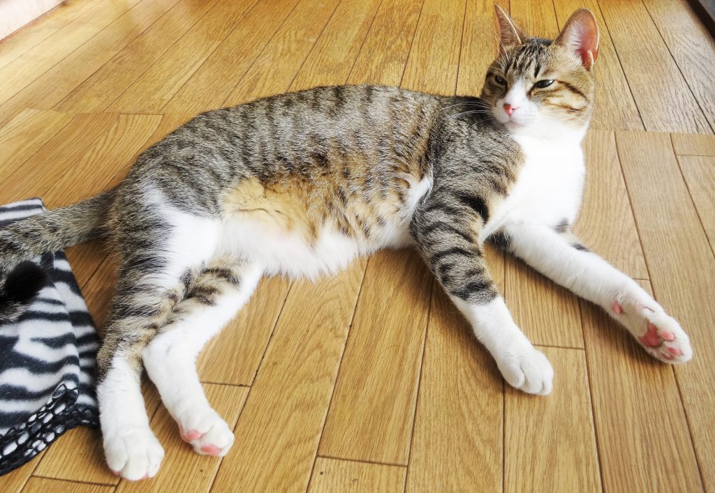 ねこ、風太 しましま