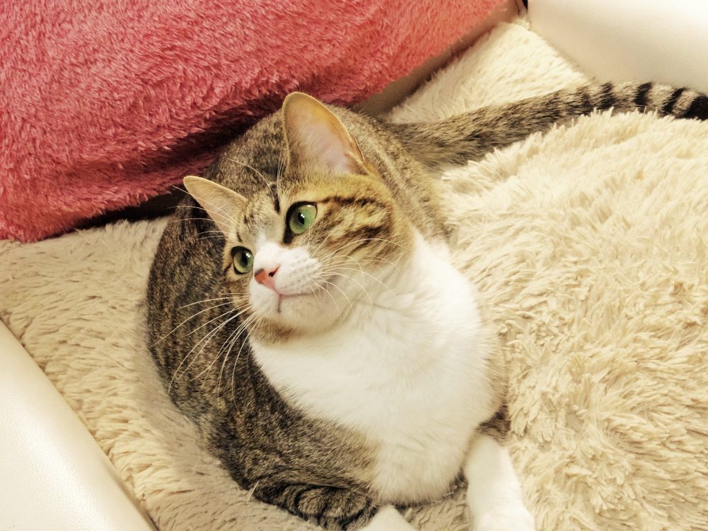 ねこ、風太 座椅子