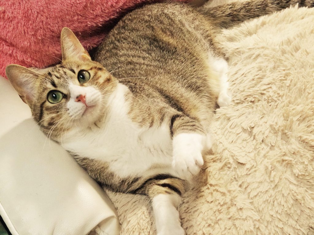 ねこ、風太 座椅子