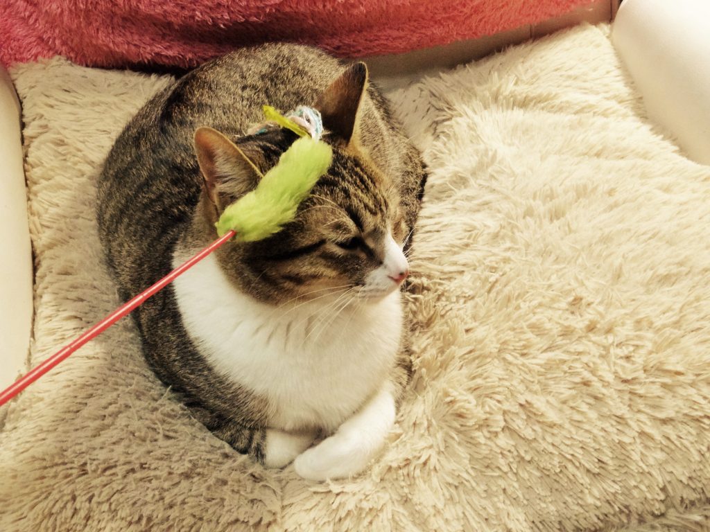 ねこ、風太 座椅子