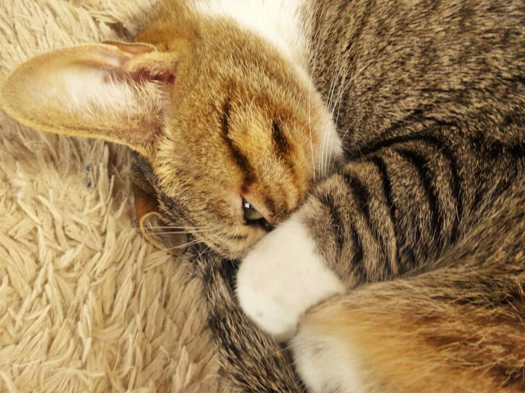 ねこ、風太 のぞき見