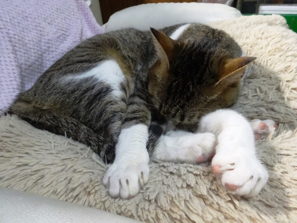 ねこ、風太 寝相