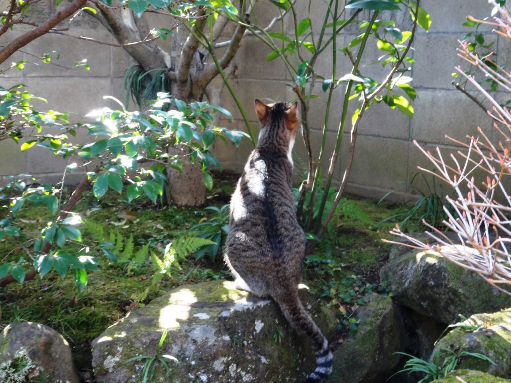 ねこ、風太 鳥見っけ
