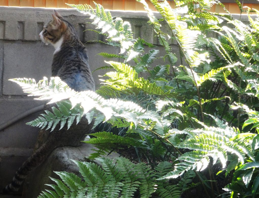 ねこ、風太 潜む