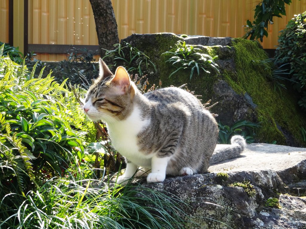 ねこ、風太 笑う