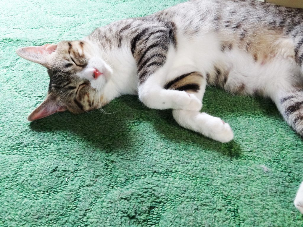 ねこ、風太 寝る