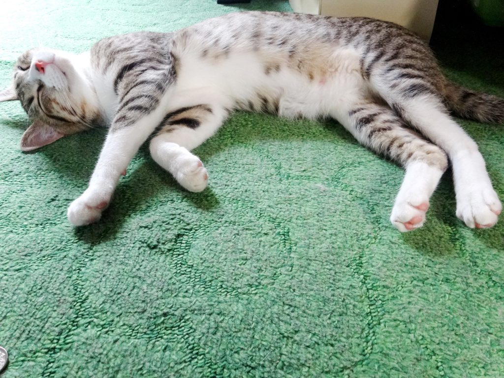 ねこ、風太 リラックス