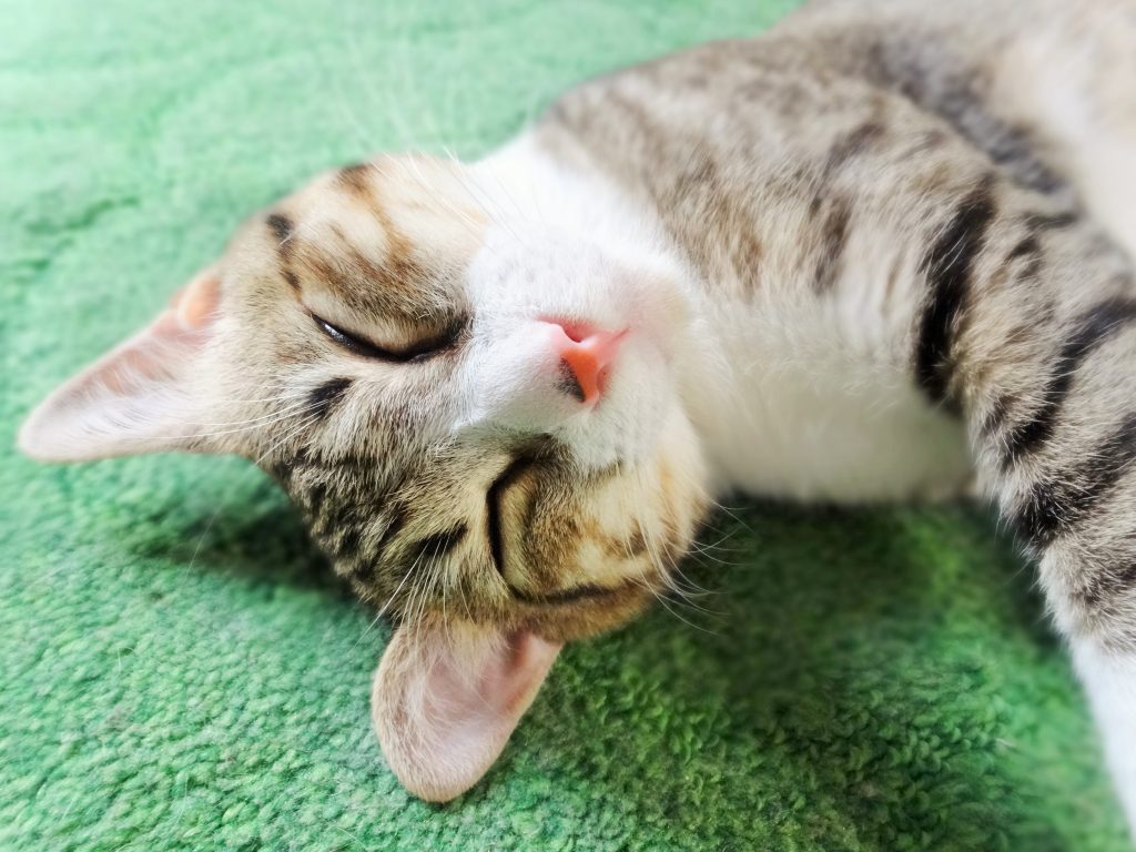 ねこ、風太 寝顔