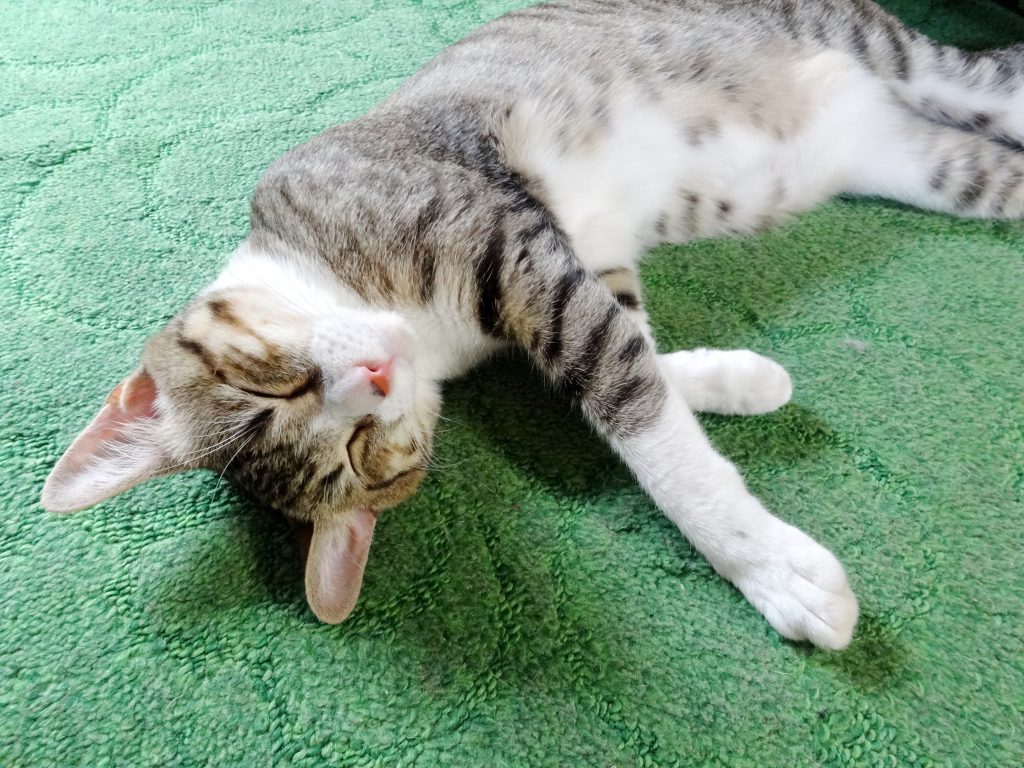 ねこ、風太 寝る
