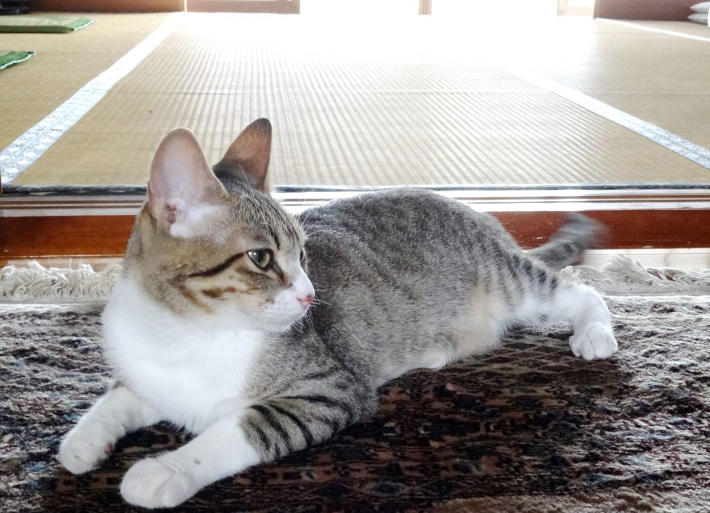 ねこ、風太 早くぅ