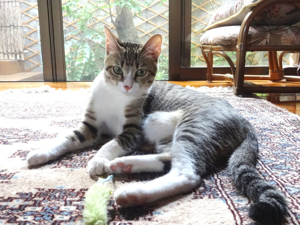 ねこ、風太 アンニュイ
