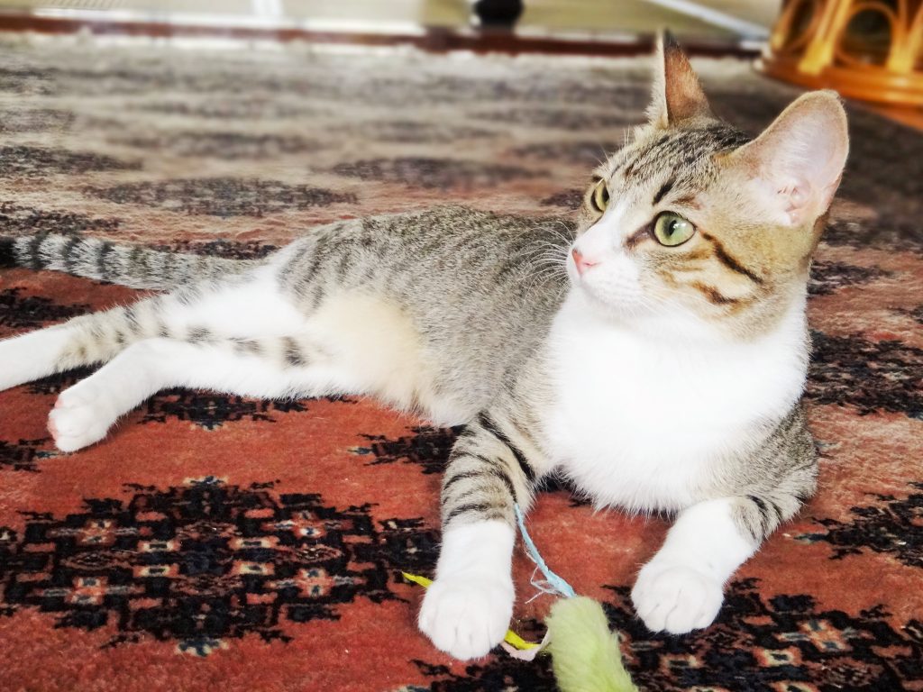 ねこ、風太 ここ好き