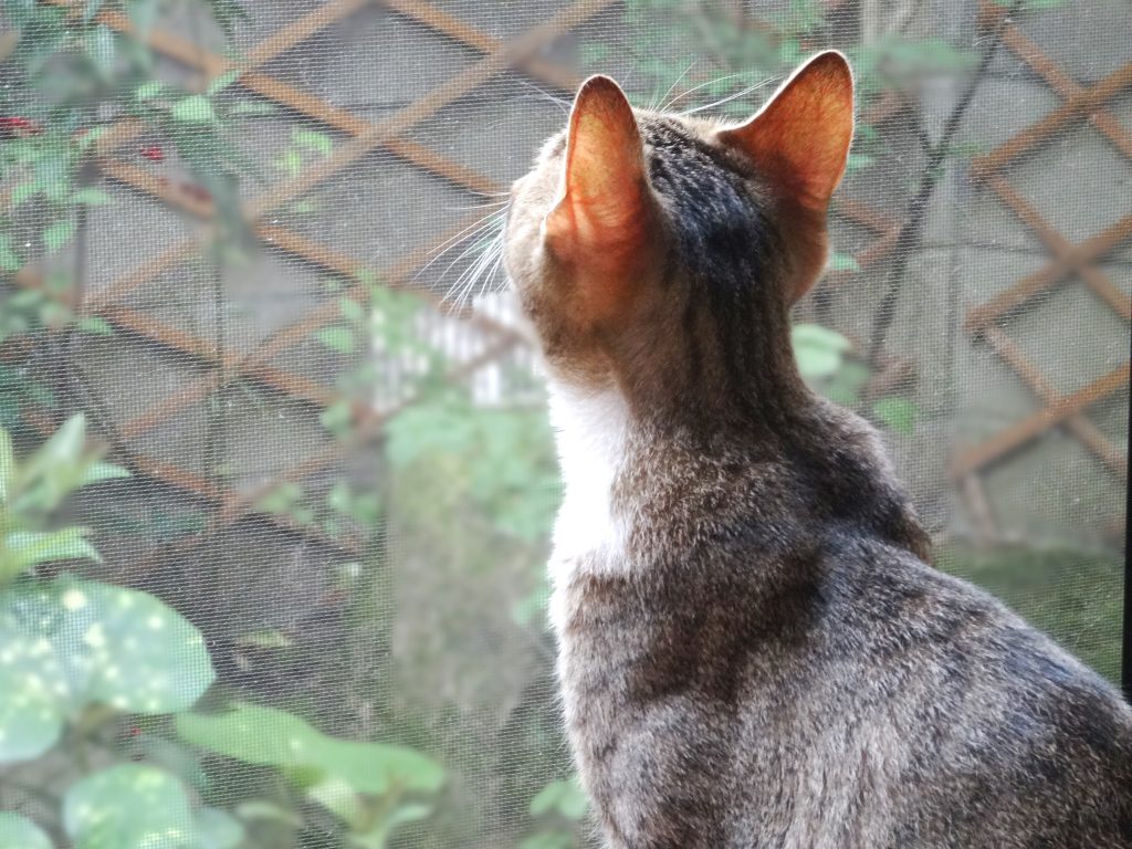 ねこ、風太 外出たい