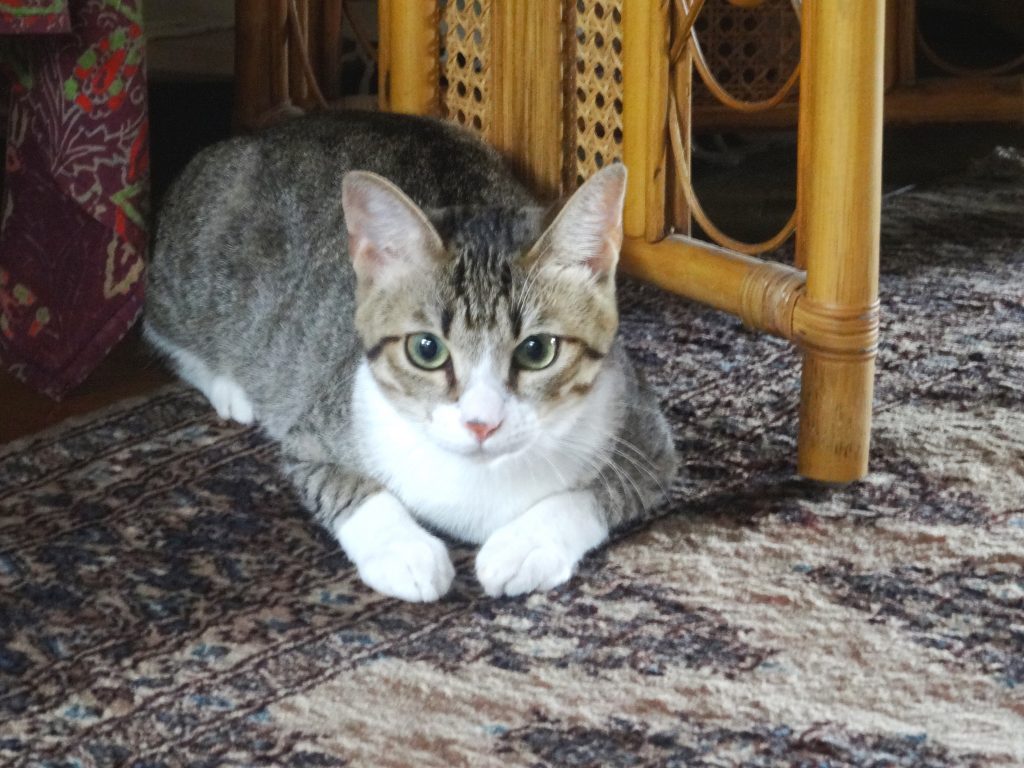 ねこ、風太 スタンバイ