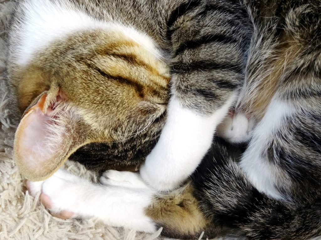 ねこ、風太 寝相