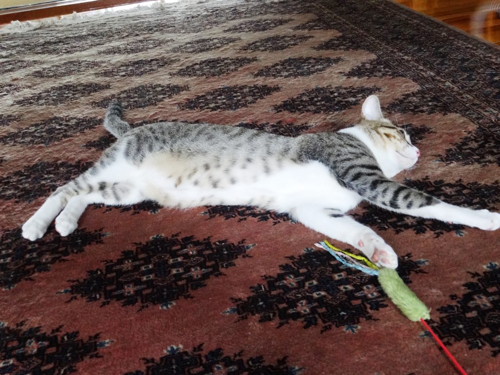 ねこ、風太 のび
