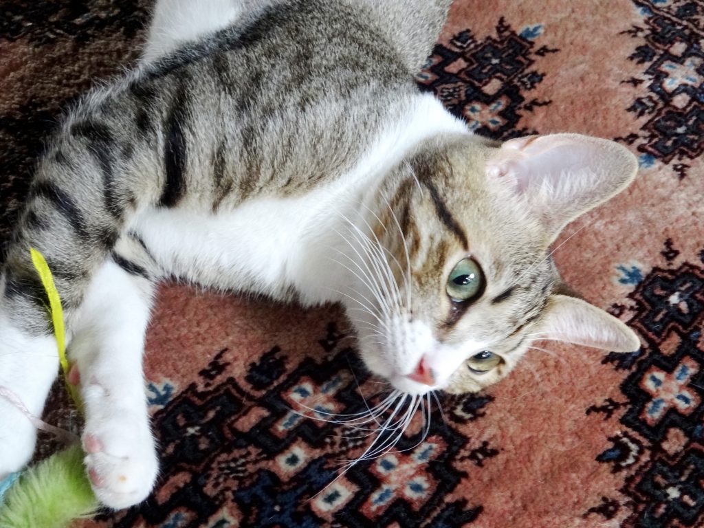 ねこ、風太 ここ好き