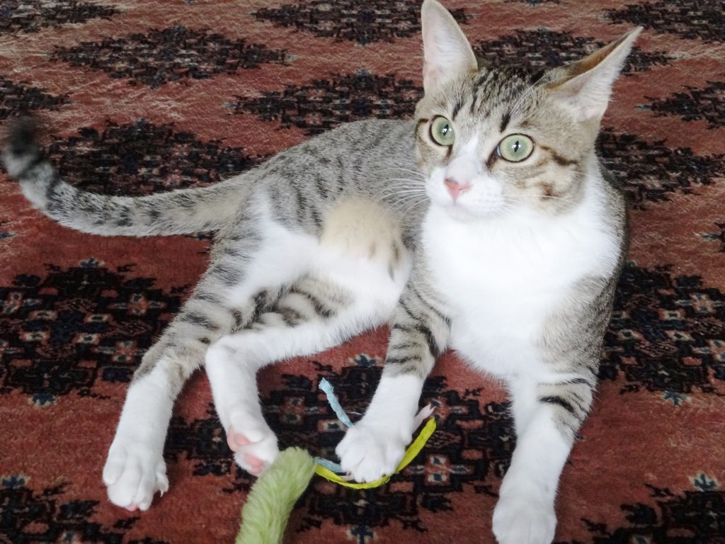 ねこ、風太 ビビる