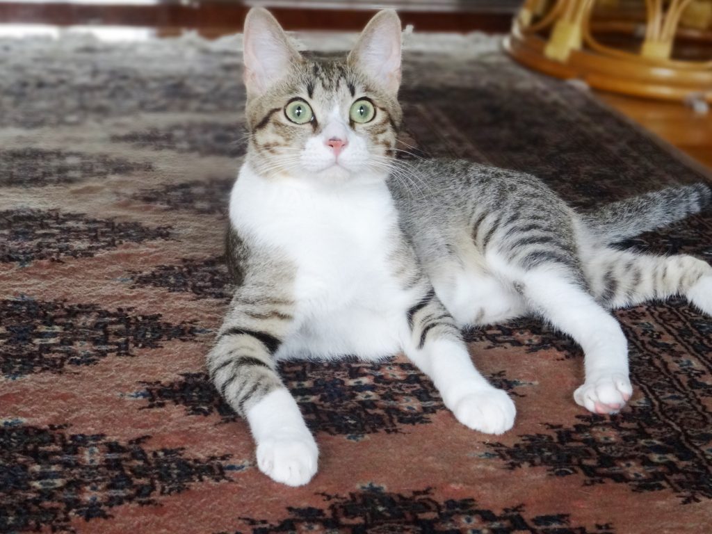 ねこ、風太 びっくり