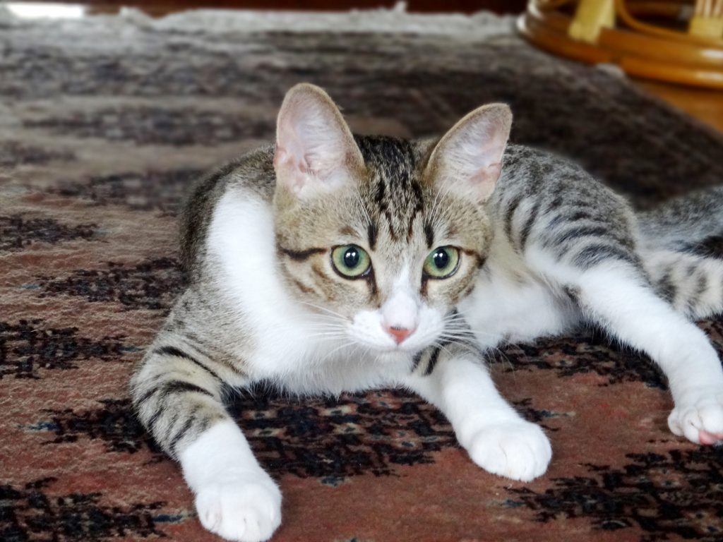 ねこ、風太 聞き耳