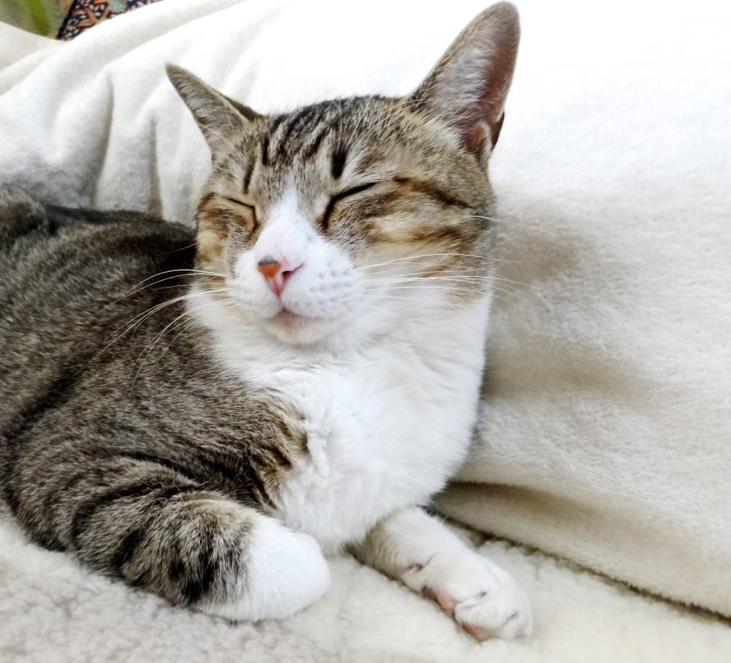 ねこ、風太 寝る