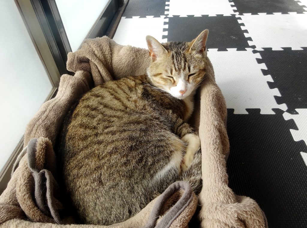 ねこ、風太 茶色