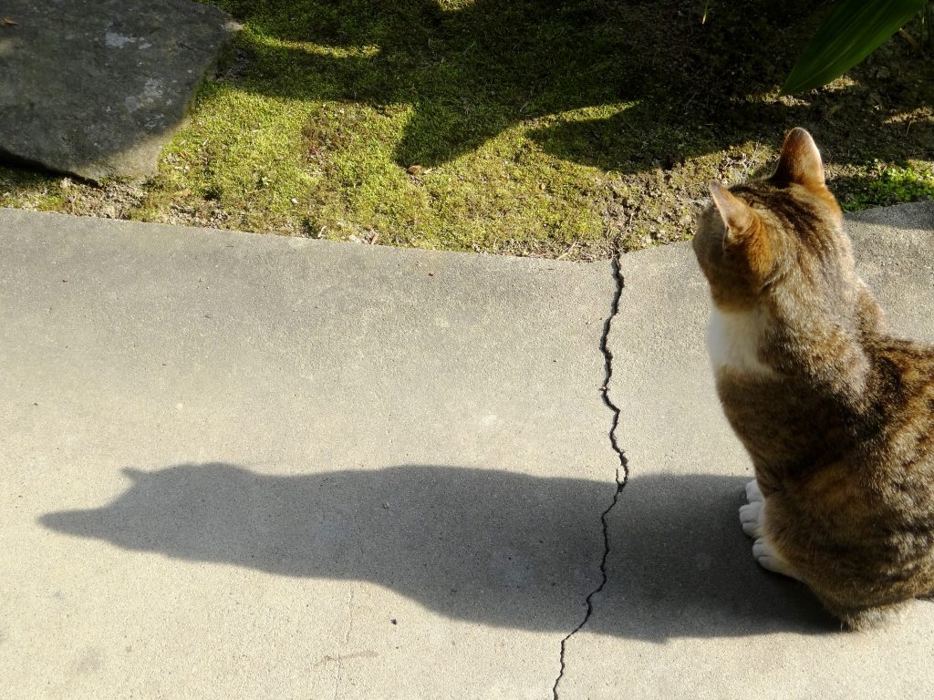 ねこ、風太 影