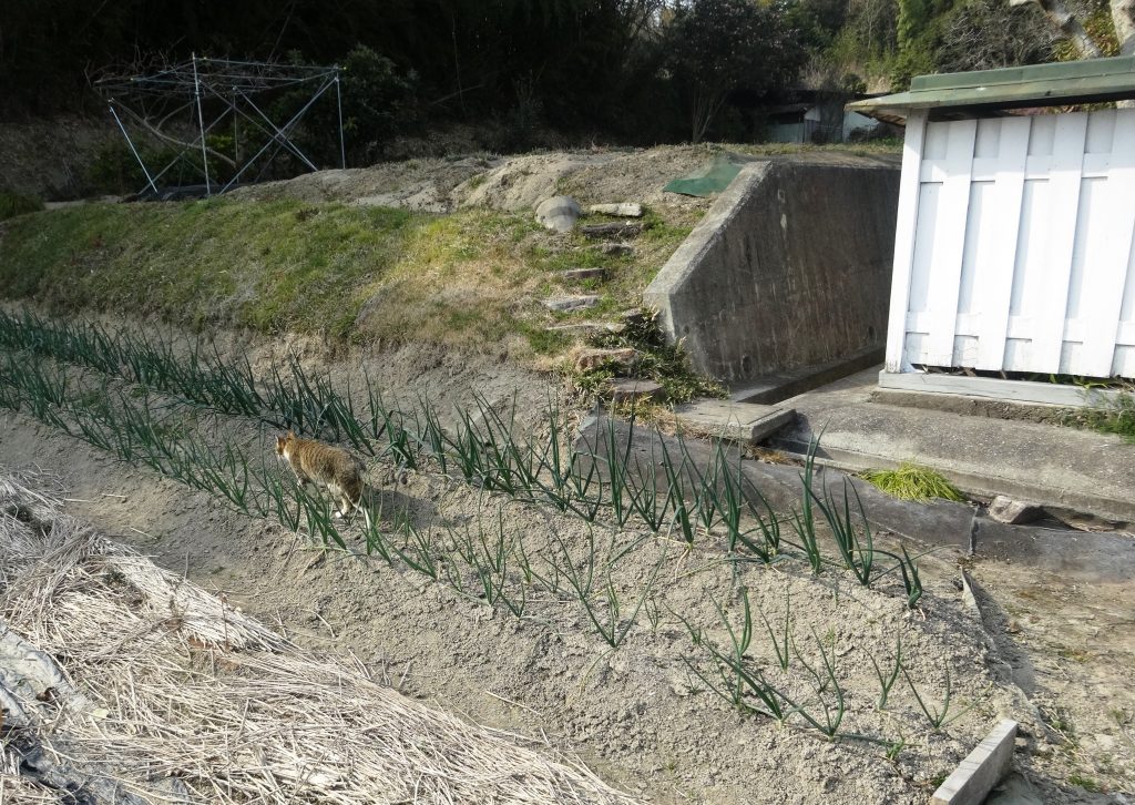 ねこ、風太 散歩