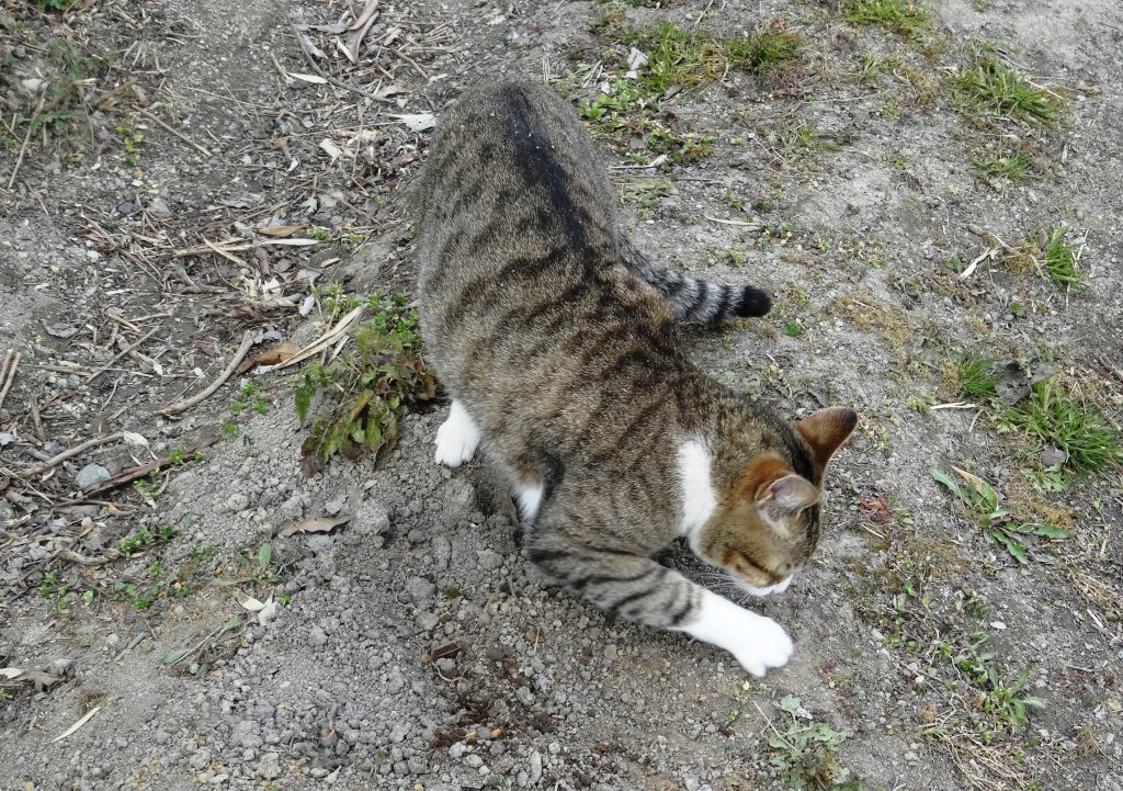 ねこ、風太 トイレ後