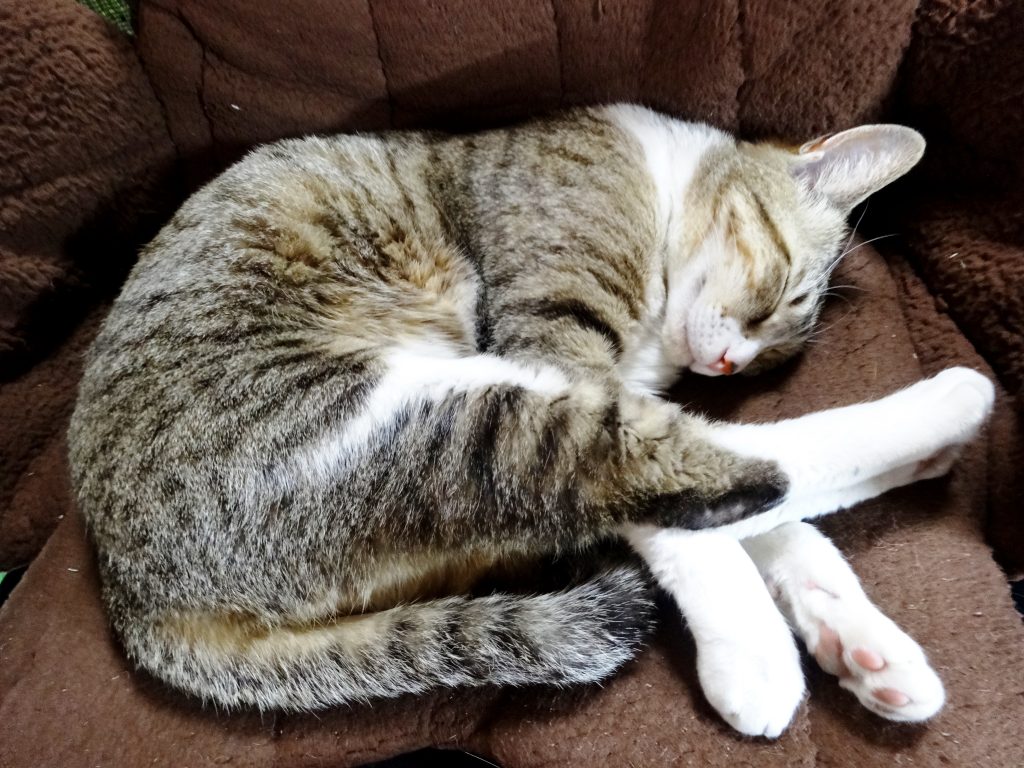 ねこ、風太 リラックス