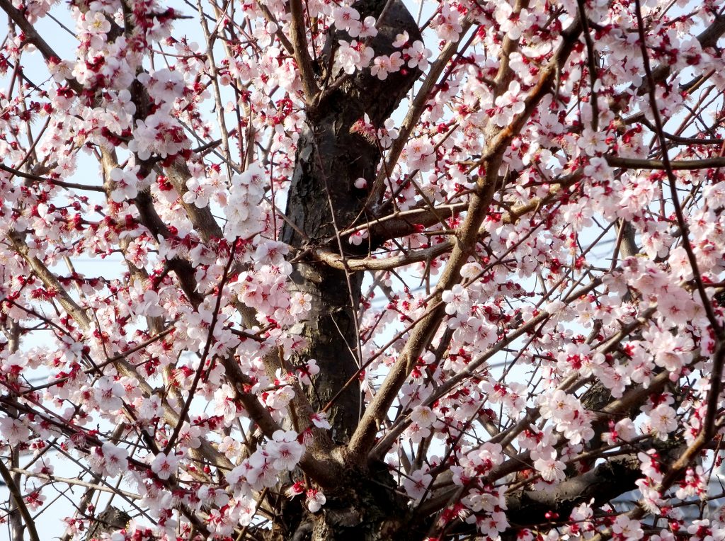 出勤途中で見つけた梅の花満開