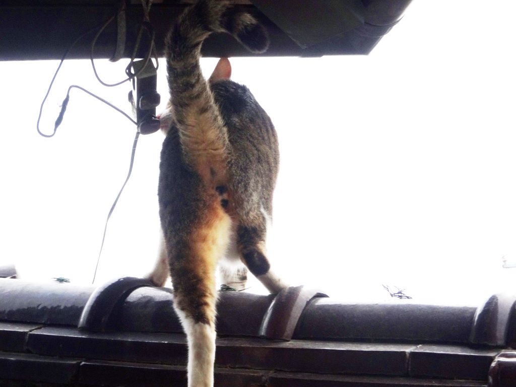 ねこ、風太 お出かけ