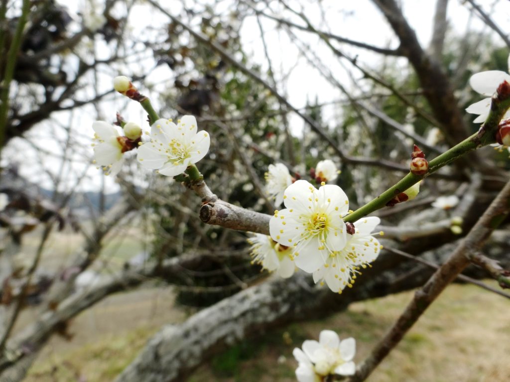 小さな梅の花