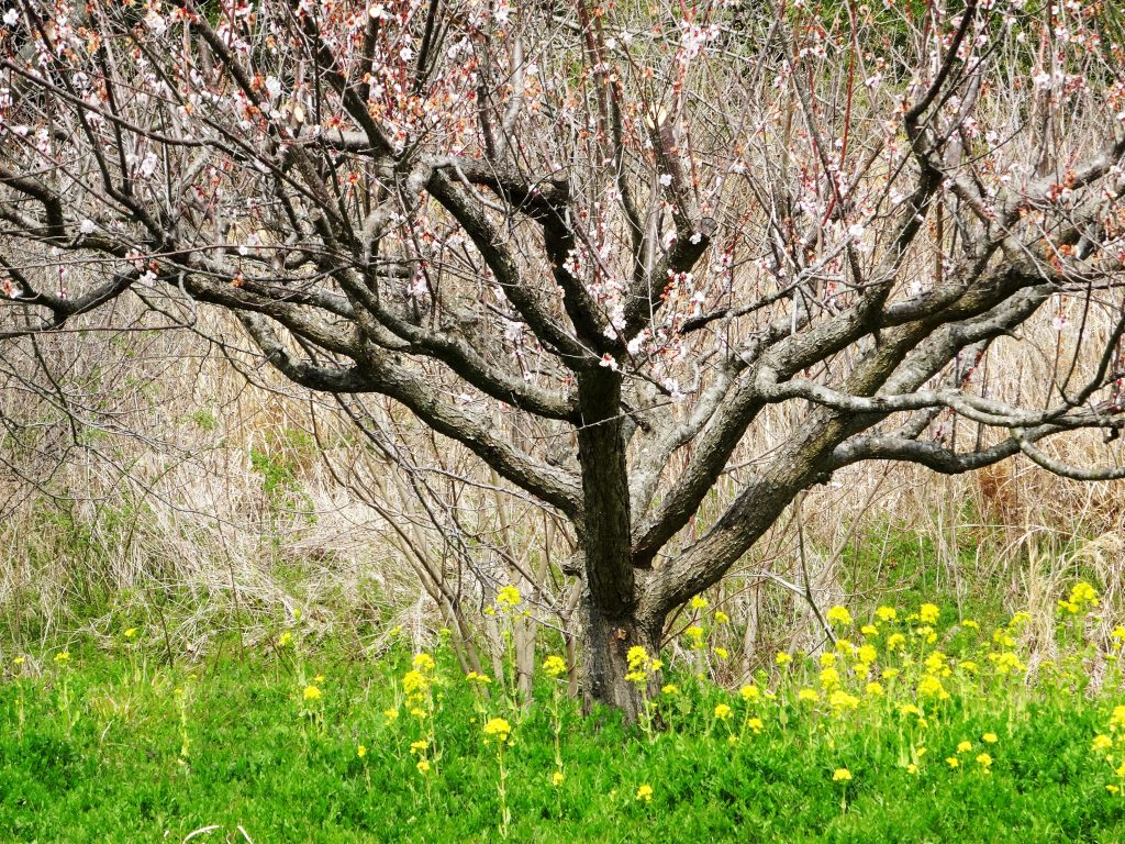 梅の花の終わりと菜の花
